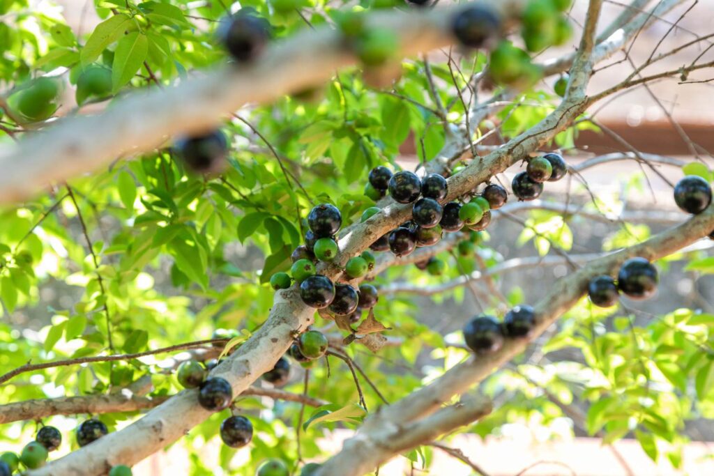 Cachoeira do Campo recebe curso gratuito de mudas de Jabuticaba Cachoeira do Campo recebe curso gratuito de mudas de Jabuticaba